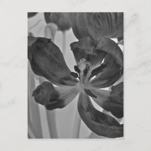 Tulip in Black and White Postcard