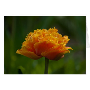 Tulip in Spring