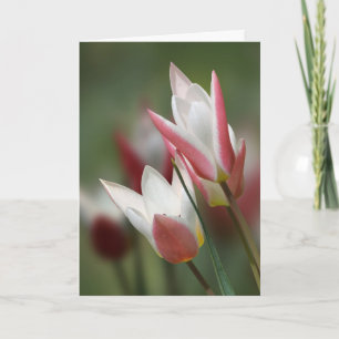 tulip Lady Jane birthday card