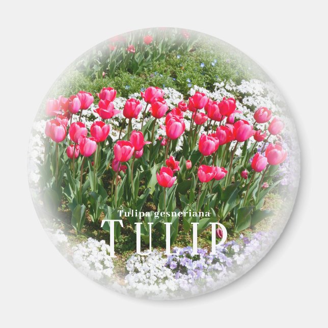 Tulip Magnet (Front)