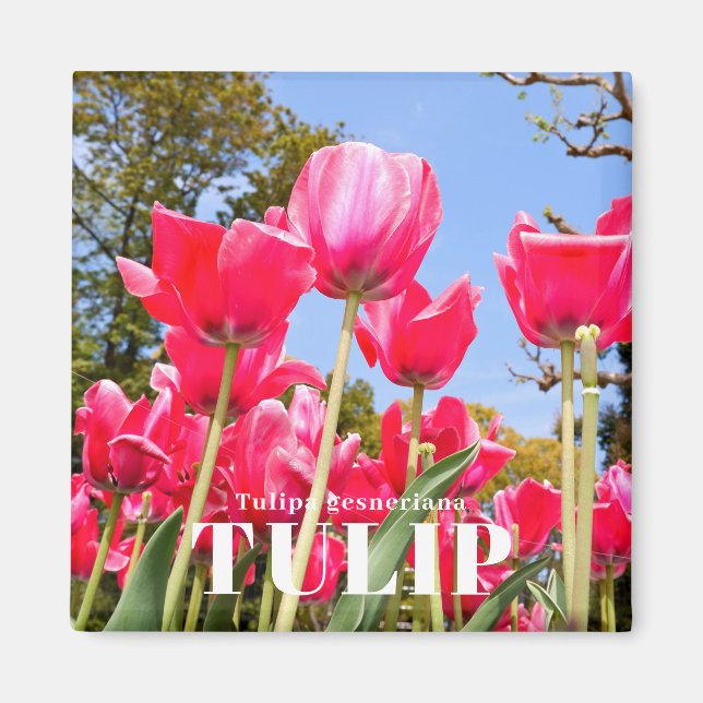 Tulip Magnet (Front)