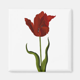Tulip Magnet