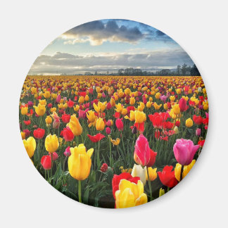 Tulip Magnet