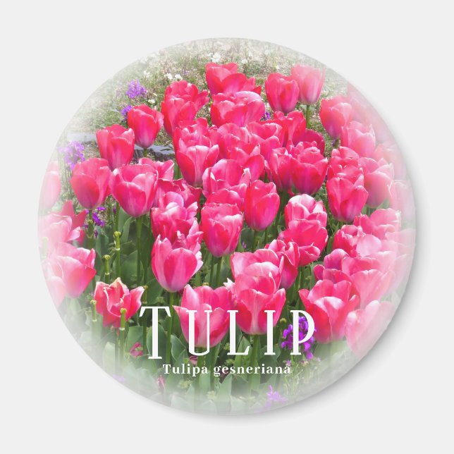 Tulip Magnet (Front)