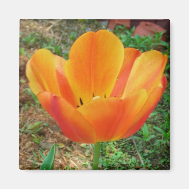 Tulip magnet (Front)