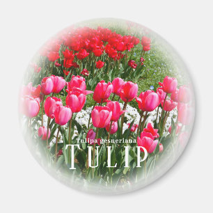 Tulip Magnet