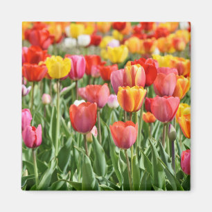 Tulip Nature Photo Magnet
