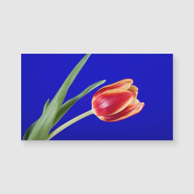 Tulip on blue background (Front)
