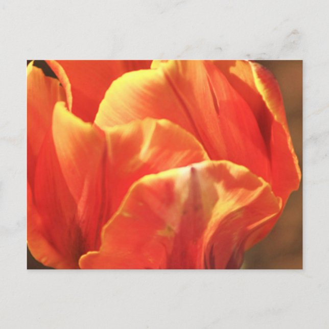 Tulip on Fire Postcard (Front)