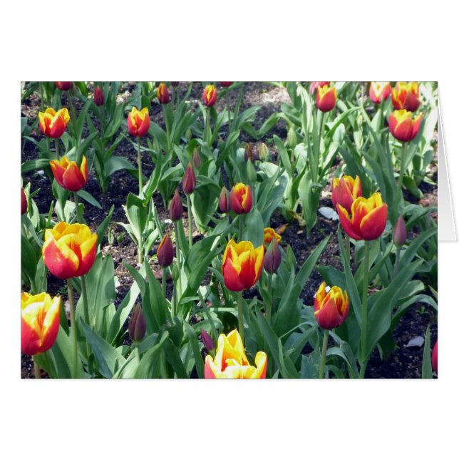 tulip orange (Front Horizontal)