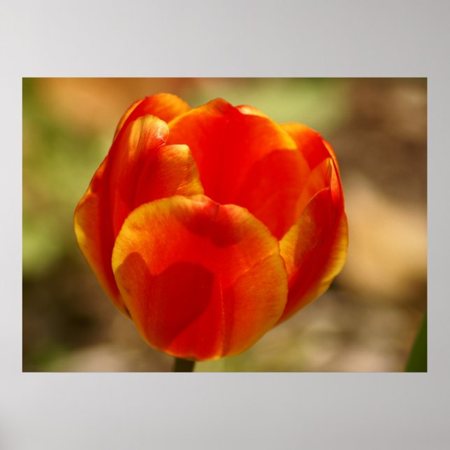Tulip Orange Poster (Front)