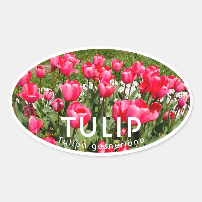 Tulip Oval Sticker (Front)