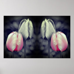 Tulip Pair Black And White Partial Colour Poster