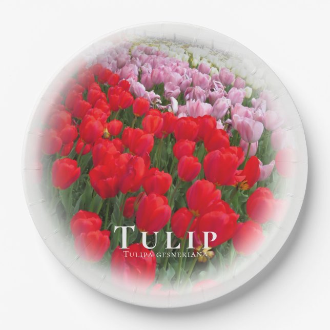 Tulip Paper Plate (Front)