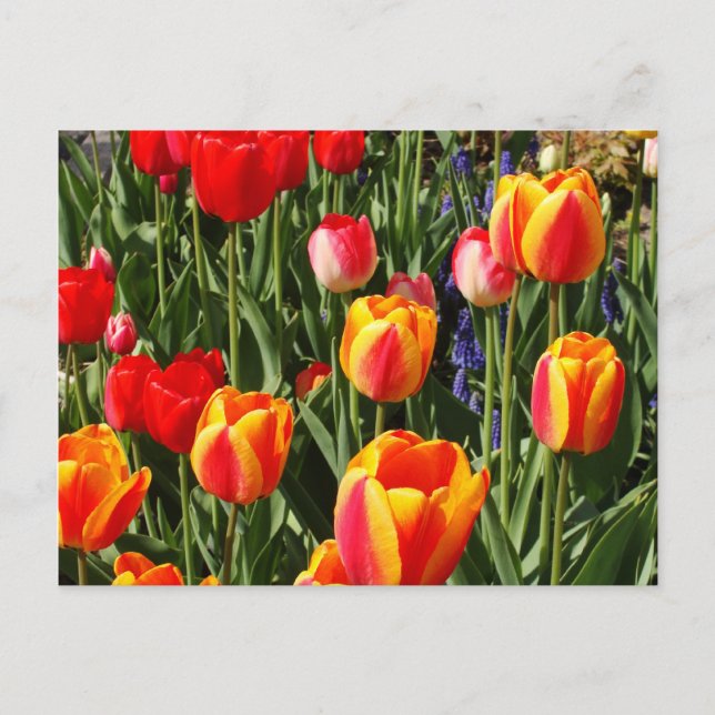 Tulip Patch Postcard (Front)