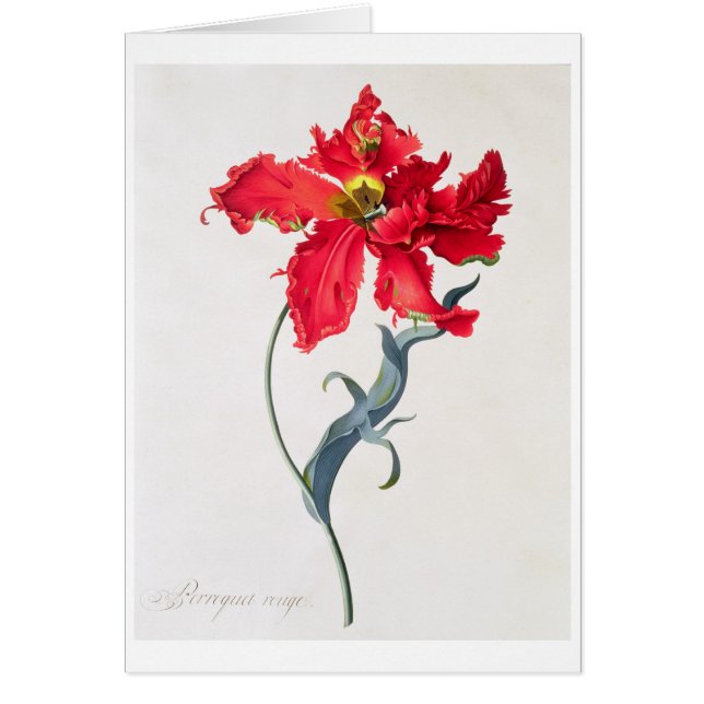 Tulip: Perroquet Rouge (Front)