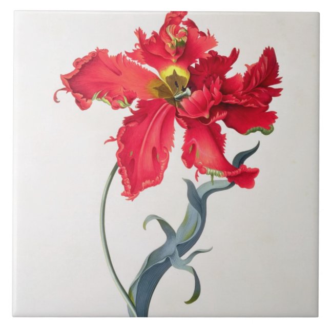 Tulip: Perroquet Rouge Ceramic Tile (Front)