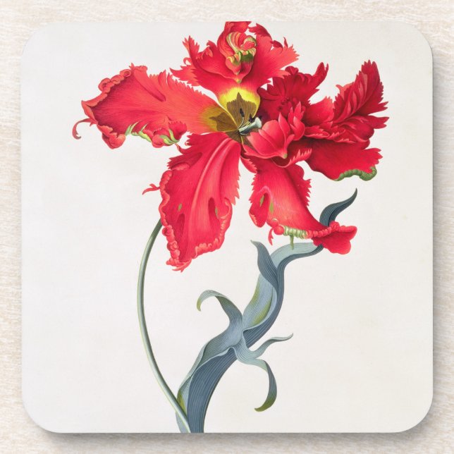 Tulip: Perroquet Rouge Coaster (Front)