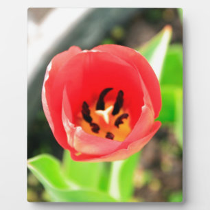 Tulip Plaque