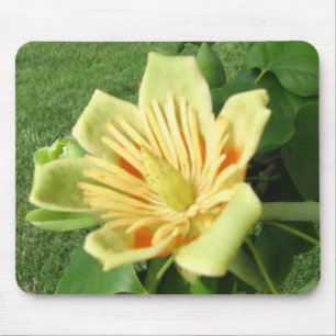 Tulip Poplar Bloom Mouse Pad
