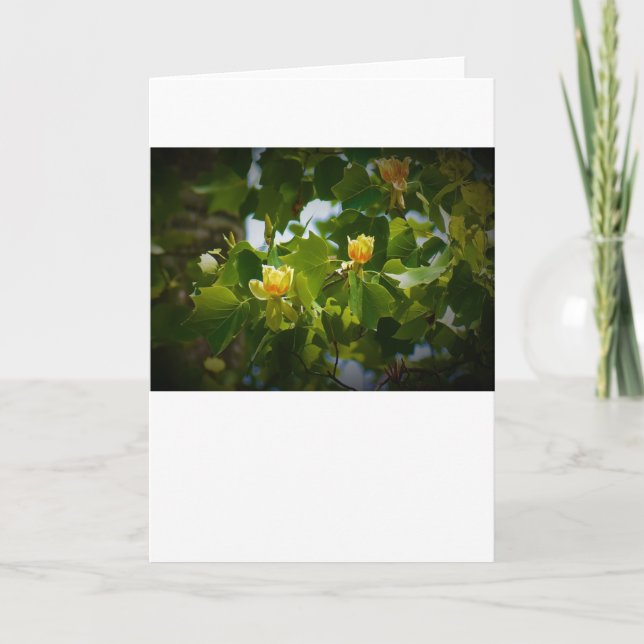 Tulip Poplar Blossom, card (Front)
