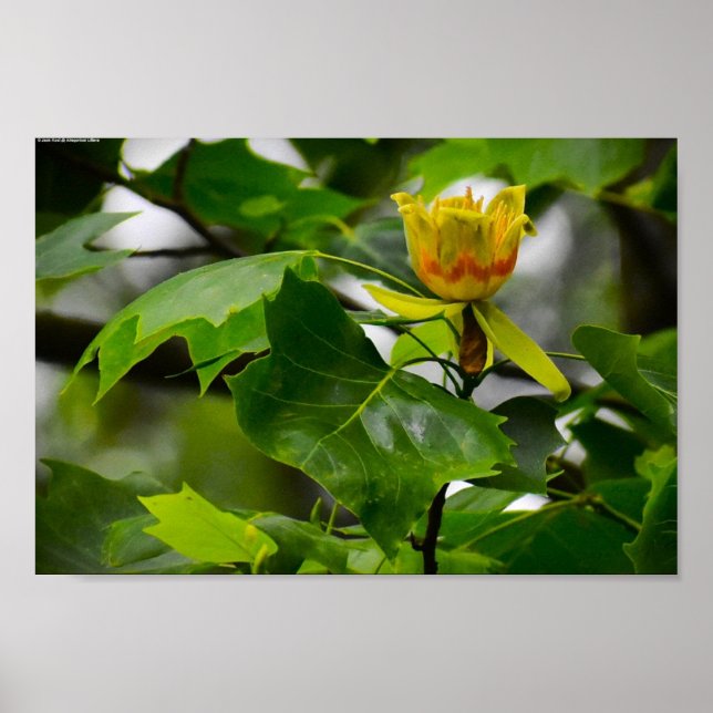 Tulip Poplar Blossom, Poster (Front)