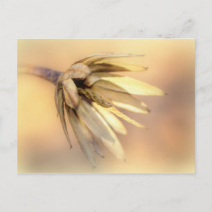 Tulip Poplar Empty Seed Pod Postcard