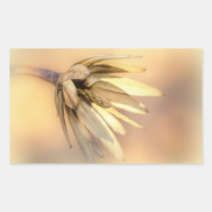 Tulip Poplar Empty Seed Pod Rectangular Sticker