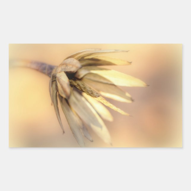 Tulip Poplar Empty Seed Pod Rectangular Sticker (Front)