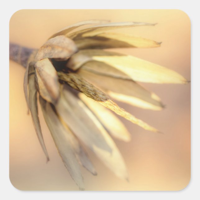 Tulip Poplar Empty Seed Pod Square Sticker (Front)