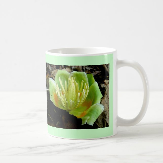 Tulip Poplar Flower Cup (Right)