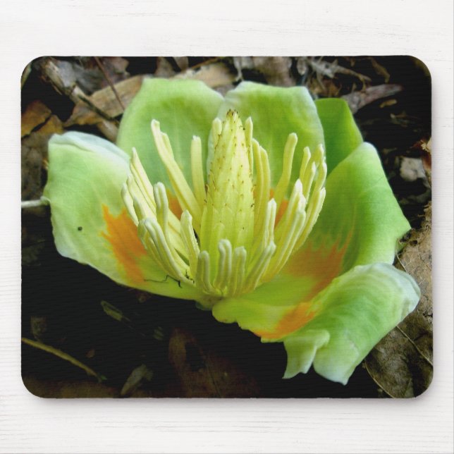 Tulip Poplar Flower Mousepad (Front)