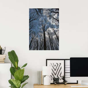Tulip Poplar Trees Cloudy Blue Sky Poster