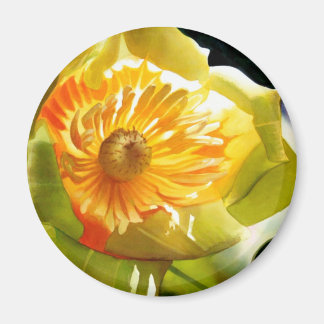 "Tulip Poplar" Yellow Flower Watercolor Magnet