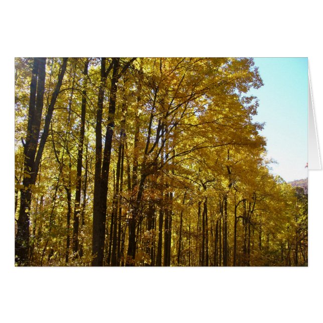 Tulip Poplars in Autumn (Front Horizontal)
