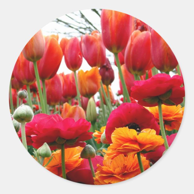 Tulip Poppy Dance Classic Round Sticker (Front)