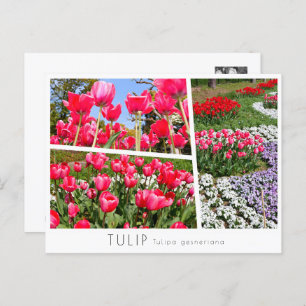 Tulip Postcard