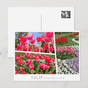 Tulip Postcard