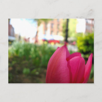 tulip postcard