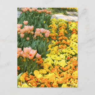 Tulip [Postcard] Postcard