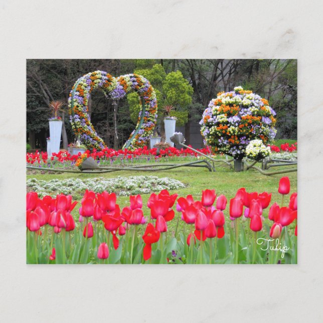 Tulip [Postcard] Postcard (Front)