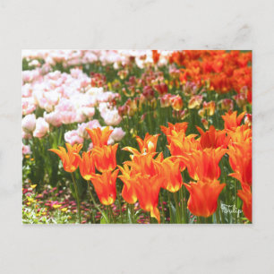 Tulip [Postcard] Postcard