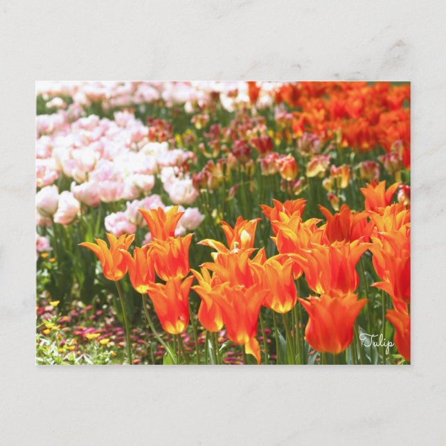 Tulip [Postcard] Postcard (Front)