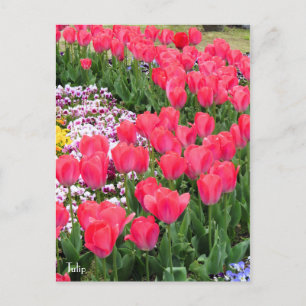 Tulip [Postcard] Postcard