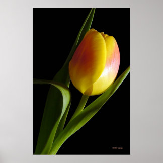 Tulip Poster