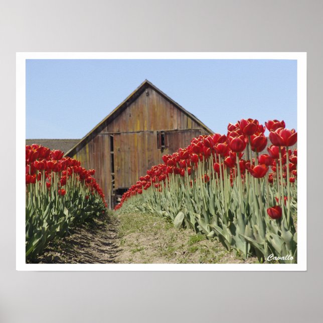 Tulip Poster (Front)