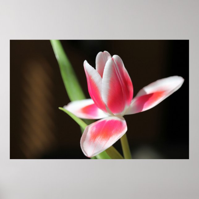 Tulip Poster (Front)