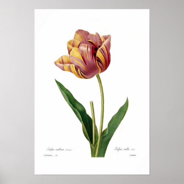 Tulip Poster (Front)