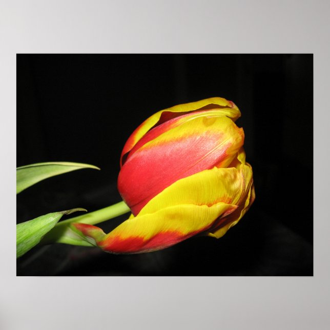 Tulip Poster (Front)