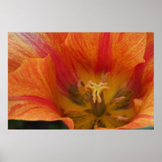 Tulip Poster